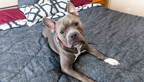 Dog on bed