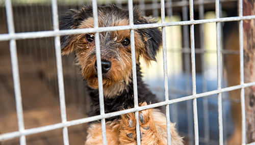 Dog in cage