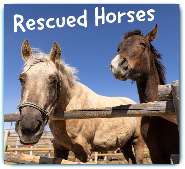 Rescued Horses