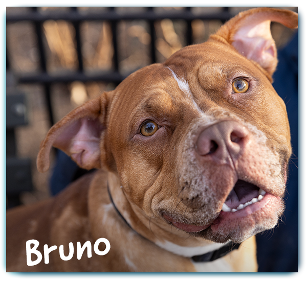 Bruno