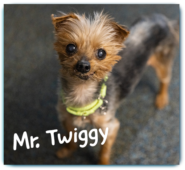 Mr. Twiggy