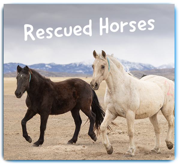 Rescued Horses