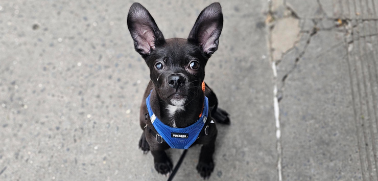 small black pup looking up