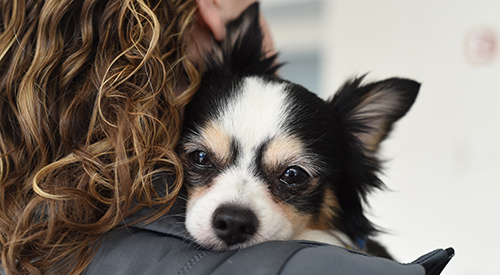 a small dog with a white muzzle and tan and black fur around its eyes and ears resting its head over the should of a woman with wavy blonde hair