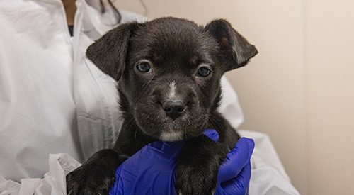 a black puppy being held by a person wearing white PPE and blue gloves