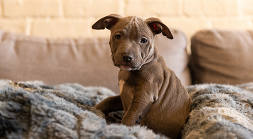 a brown puppy on fuzzy blanket