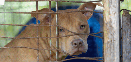 An animation showing several dogs that were rescued in Berkeley County South Carolina