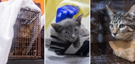 Three rescued cats from the Bronx