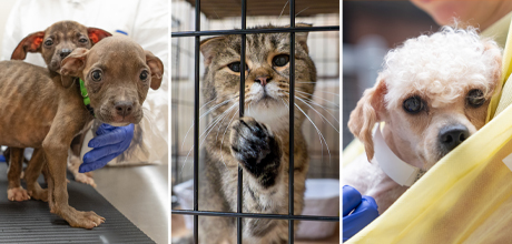 Dogs and a cat that were rescued from multiple locations in the past two weeks