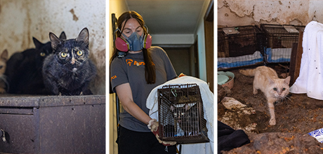 Cats rescued in Wayne Ohio