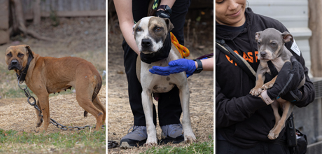 Three dogs that were rescued in Texas