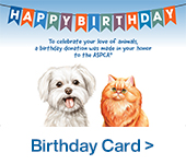 Birthday Card