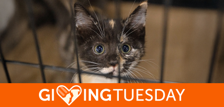 GivingTuesday cat in a cage