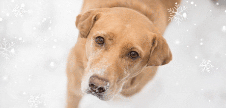 A dog outside in a snowstorm