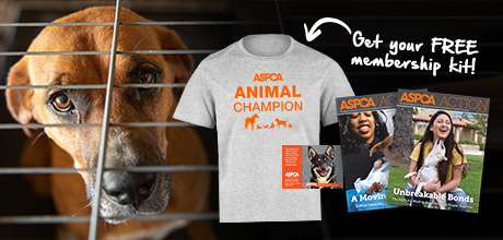 You Can Help Save Animals Today! | ASPCA