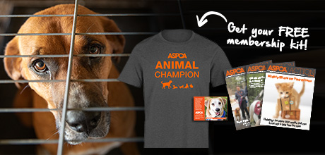 Aspca Animal Champion T Shirt Cheap Online