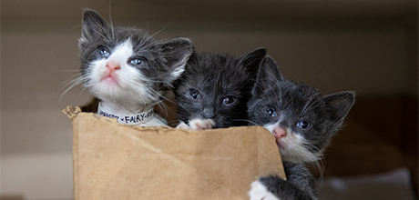 Three kittens in a cardboard box