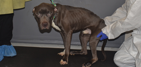 An emaciated dog is lifted by an ASPCA team member