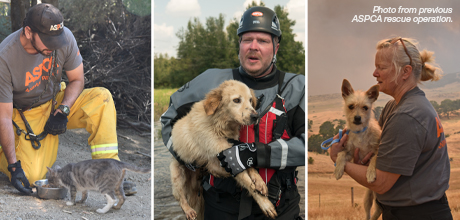 Photos of previous ASPCA rescue operations