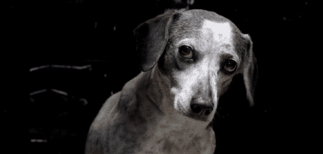 A frightened dog sitting in the dark