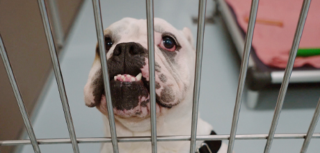 A dog with an underbite in a kennel