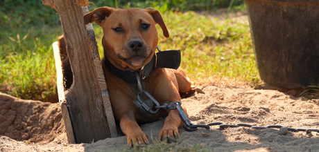 A dog on a chain sits outside in the sunlight