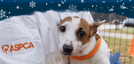 A dog, cat, and horse that need your help