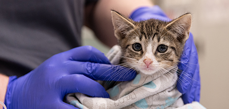 A kitten being held by an ASPCA team member wearing latex gloves