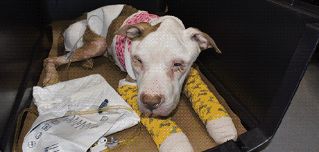 An animation of photos of Belo the dog's condition before and after her rescue