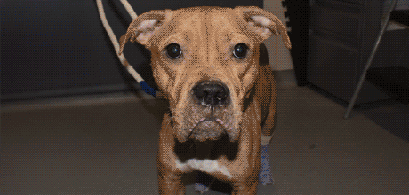 An animation showing the dog Seal's health improvements after she was rescued