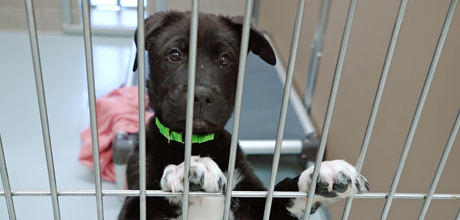 A black and white dog inside of a kennel