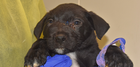 A puppy with a wound on the bridge of its nose is being held by an ASPCA team member