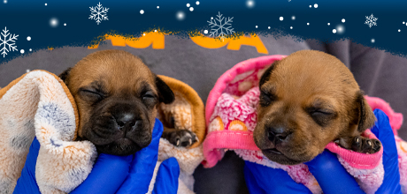 Two puppies wrapped in towels are held by an ASPCA team member