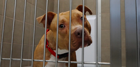 A brown dog sits behind a metal gate in a kennel
