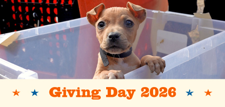 Giving Day 2026
