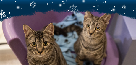 Two cats that need your help