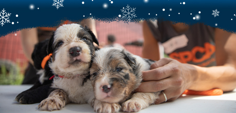 Two puppies being comforted by an ASPCA team member