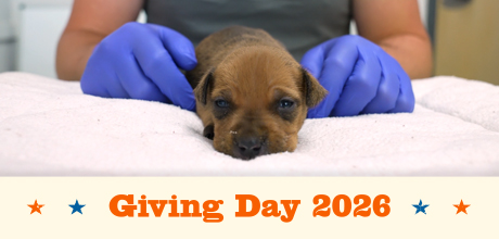 Giving Day 2026