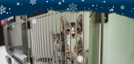 Two cats in an animal shelter