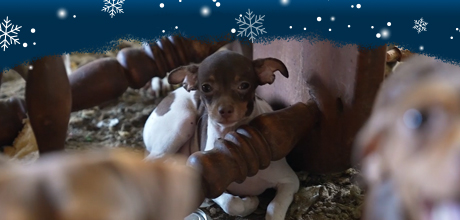 A puppy under a wooden chair