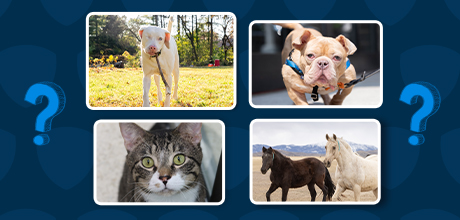 2027 ASPCA Calendar Cover Vote images