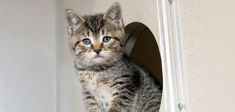 kitten sitting in circular wall opening 