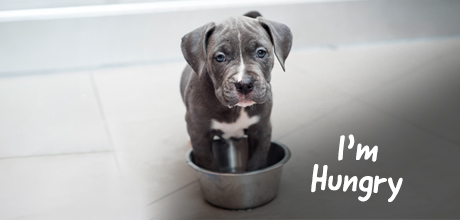 "I'm hungry" text and a hungry puppy photo
