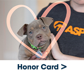 Dog with heart graphic drawn around face and text: Honor Card>