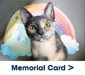 Cat with rainbow in background and text: Memorial Card>