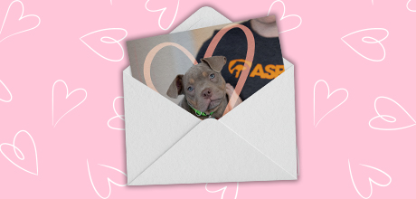 Card containing dog with heart graphic coming out of envelope