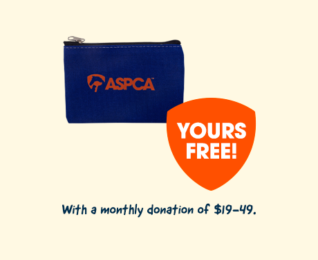 coin purse