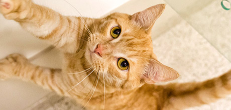 orange tabby reaching up orange tabby reaching up