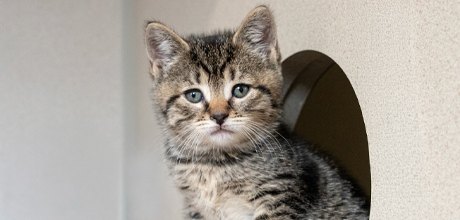 A kitten looking out of a hole in a cat condo