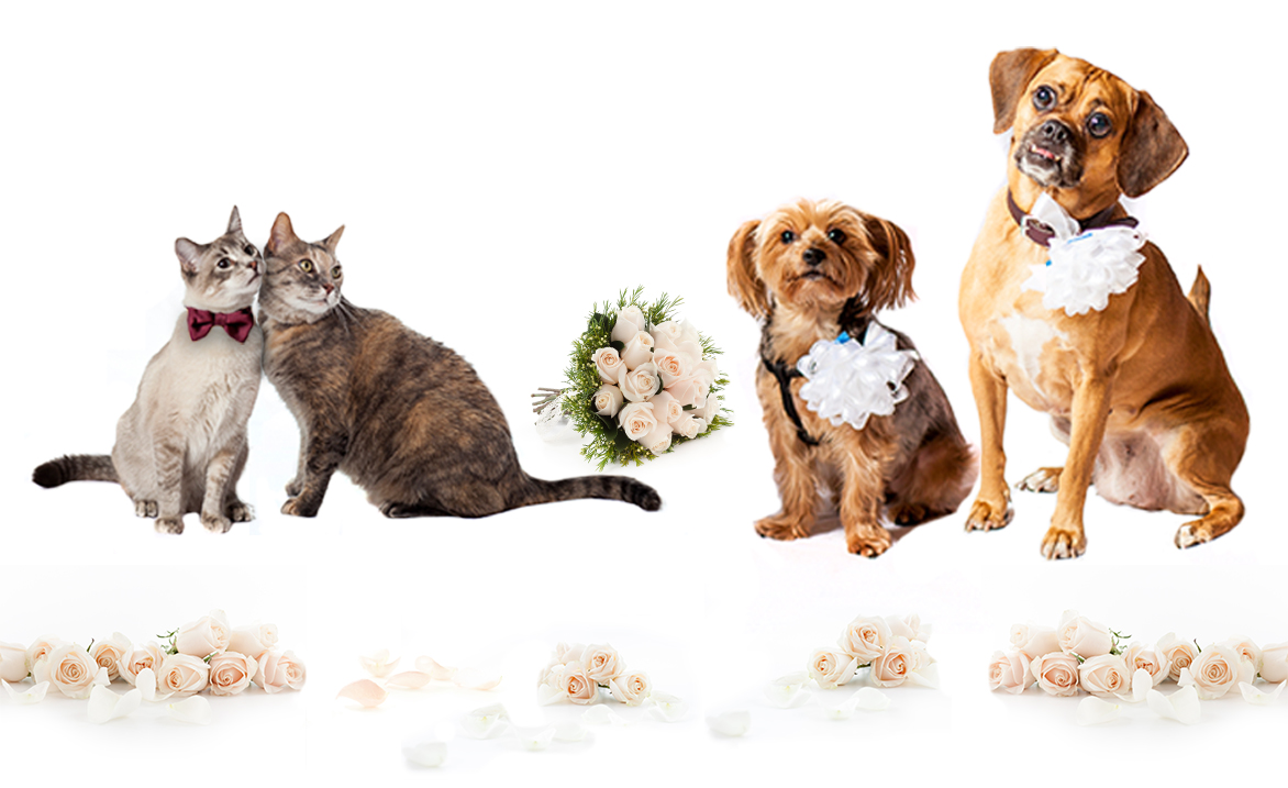 Team ASPCA Wedding Campaign Registration